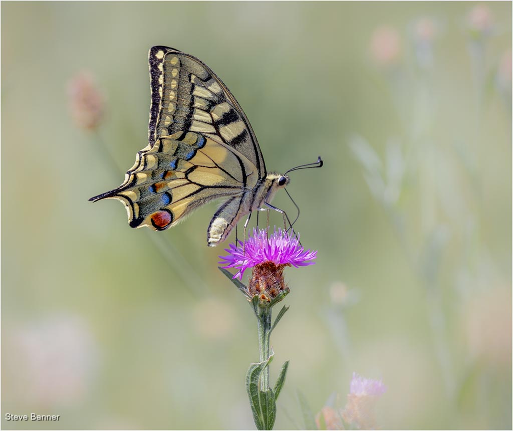 Swallowtail