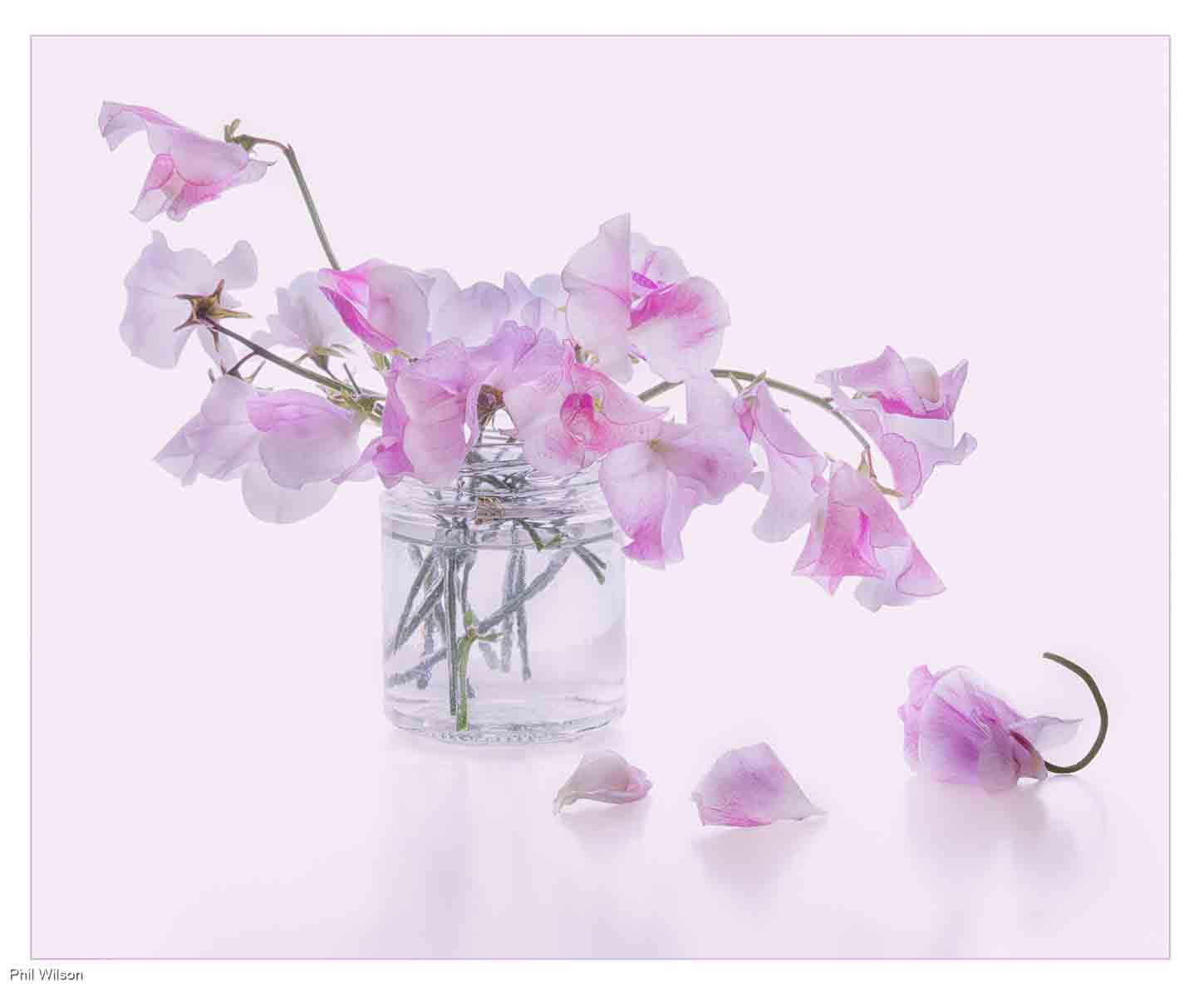 Sweet Peas, Phil Wilson