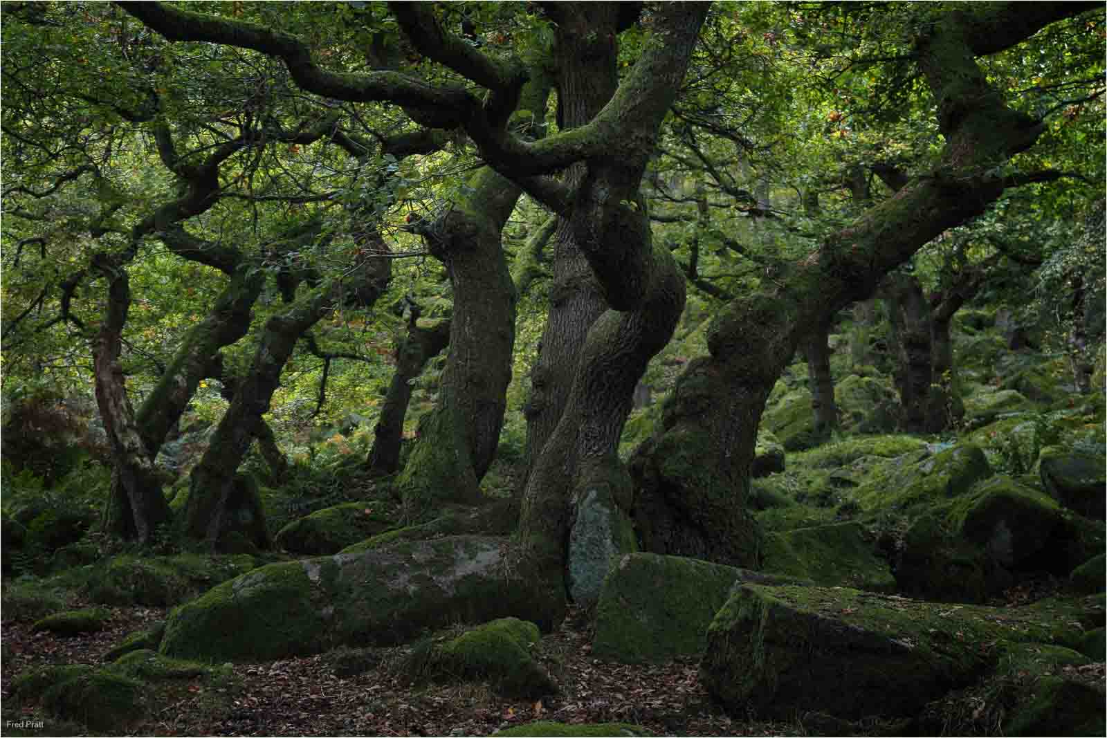 The Wailing Wood, Fred Pratt
