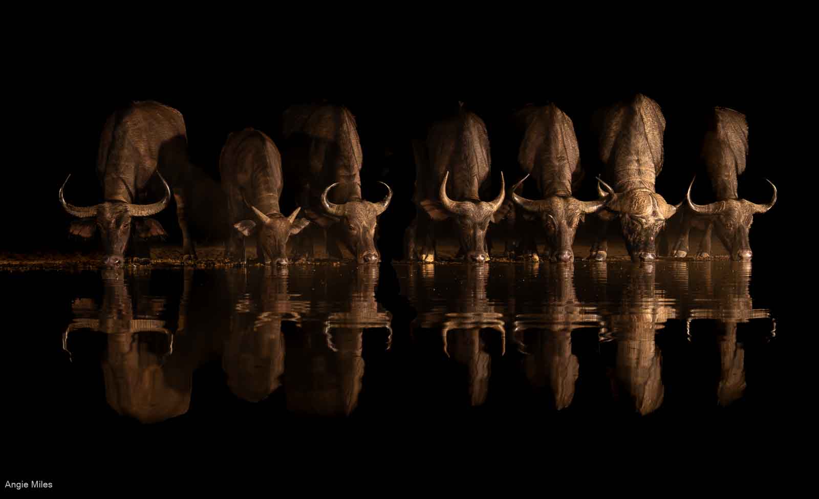 Water Buffalo, Angie Miles