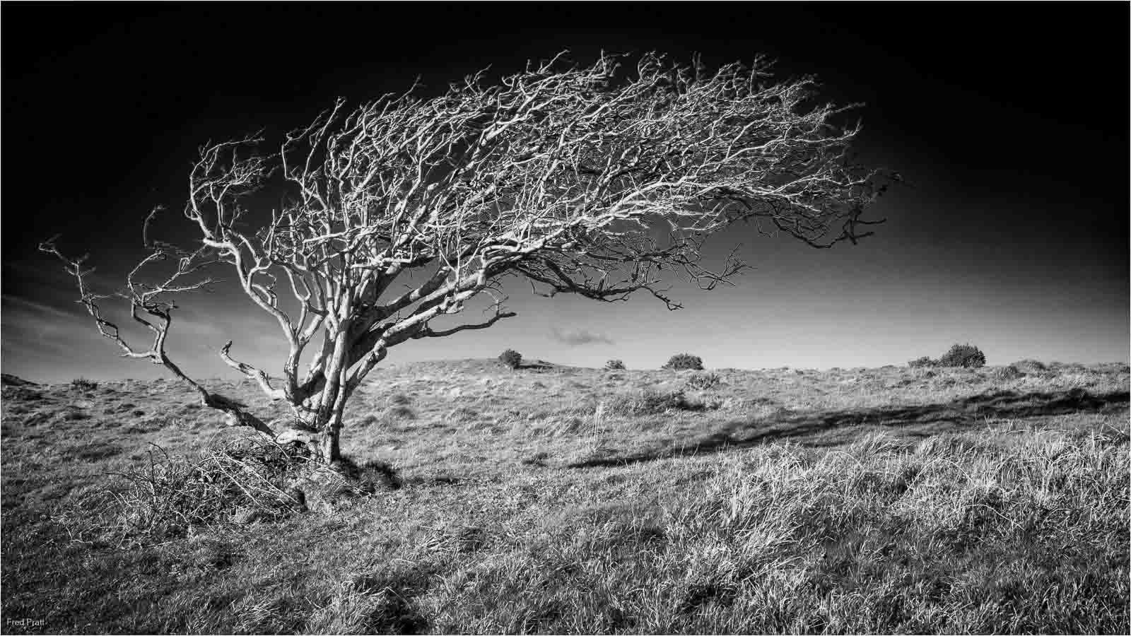 Windswept, Fred Pratt