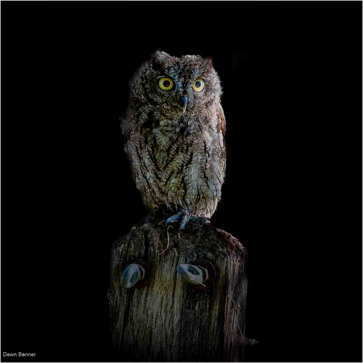 Young Owl, Dawn Banner