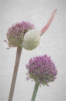 Allium Emergence , Barry Greasley
