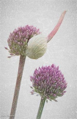 Allium Emergence