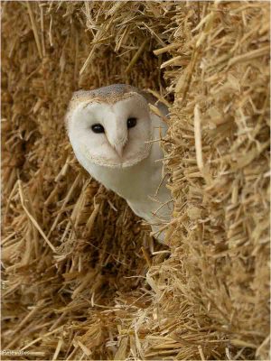 Barn Owl, Pete Jones