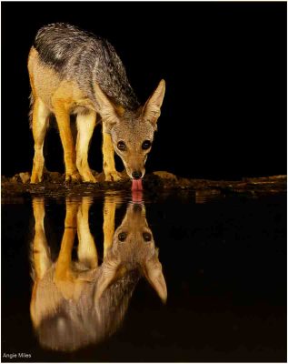 Black Backed Jackal, Angie Miles