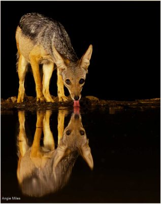 Black Backed Jackal