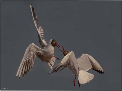 Black Headed-Gulls Squabbling Has They Do, John Pearson