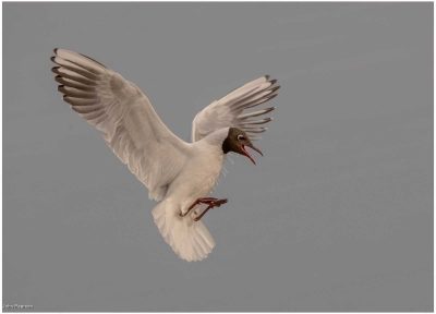 Blackheaded Gull Coming In To Land, John Pearson