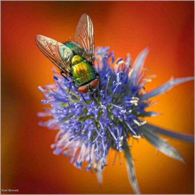 Blowfly On Thistle, Noel Bennett