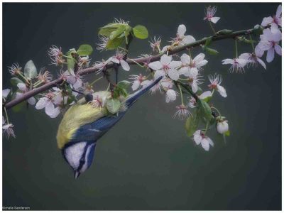 Blue Tit On Blossom, Michelle Sanderson