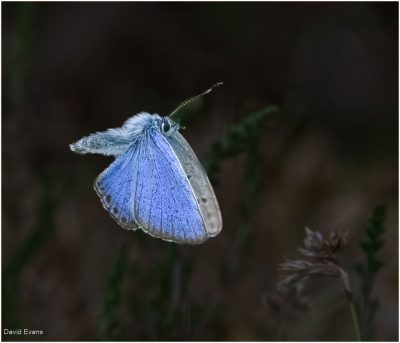 Common Blue