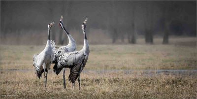Common Cranes Calling To Approaching Flock, Anna Warrington