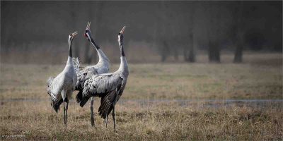 Common Cranes Calling To Approaching Flock, Anna Warrington