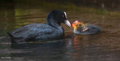 Coot Feeding Chick