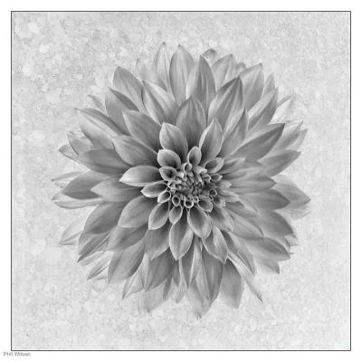 Dahlia, Phil Wilson