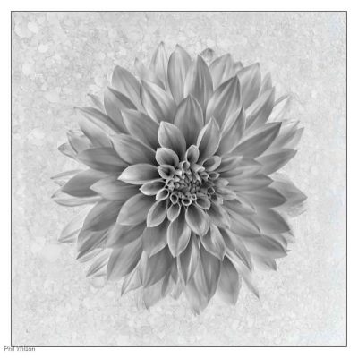 Dahlia