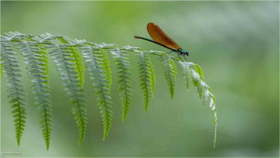 Damsel Fly On Bracken, Steve Banner