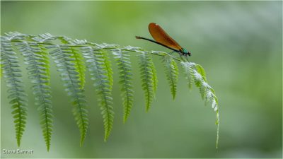 Damsel Fly On Bracken