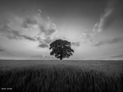 Dramatic Clouds Over Lone Tree