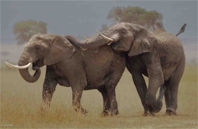 Elephants Mating, Angie Miles