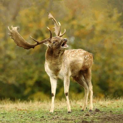 Fallow Buck Bellowing, Joe Banton