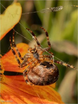 Garden Spider Building A Web