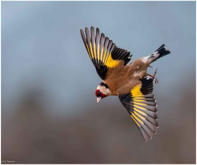 Goldfinch In Flight, John Pearson