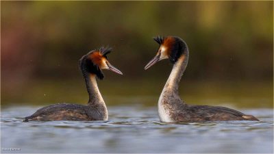 Great Crested Grebe Pair, Steve Banner