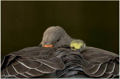 Grey Lag Goose And Gosling-