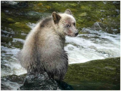 Grizzly Bear Cub, Brian Evill