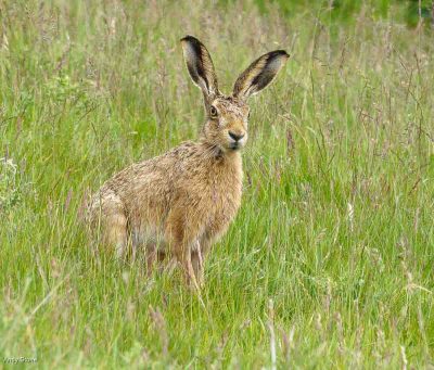 Hare Stare, Andy Stone