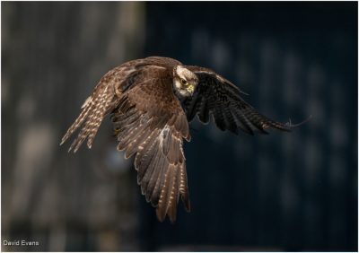 Harris Hawk