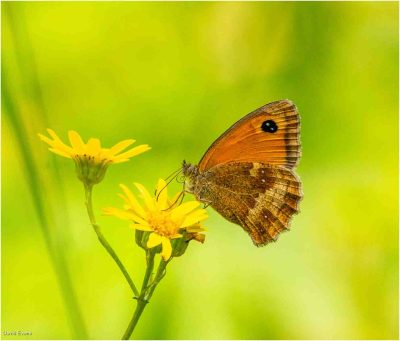 Hedge Brown, David Evans