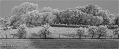 Hoar Frost