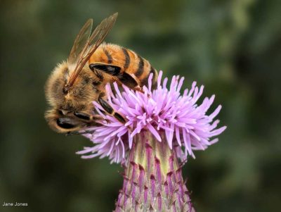 Honeybee On Thistle