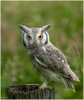 Horned Owl, Pete Jones