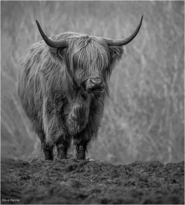Incredi - Bull Hairday, Steve Banner