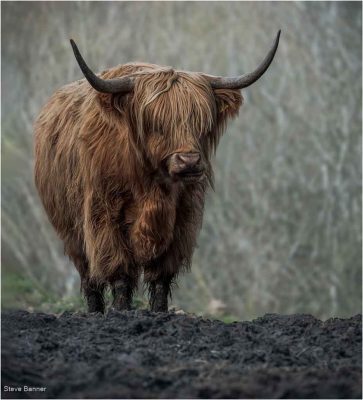 Incredi - Bull Hairday