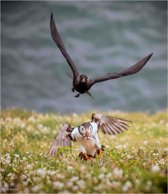 Jackdaw Chasing Lunch, Dawn Banner