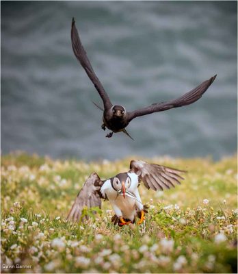 Jackdaw Chasing Lunch