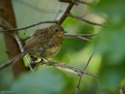 Juvenile Robin, Richard Hemingway