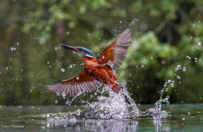 Kingfisher Ascension