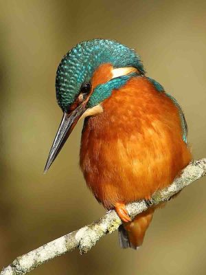 Kingfisher - 'The King Is Back', Joe Banton