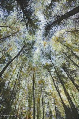 Kings Wood