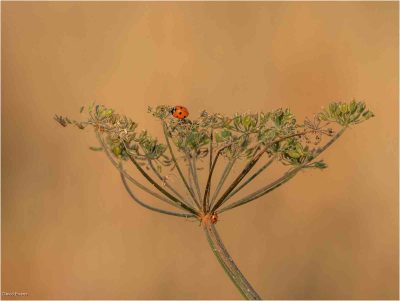 Ladybirds, David Evans
