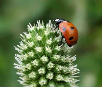 Ladybug, Jane Jones