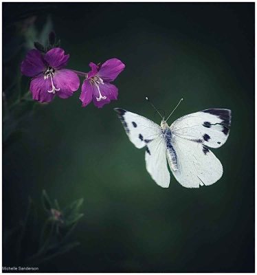 Large White, Michelle Sanderson