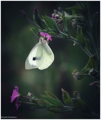 Large White, Michelle Sanderson