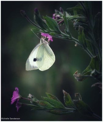 Large White